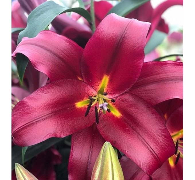 Лилия ориентальная Scorpio, 12/14