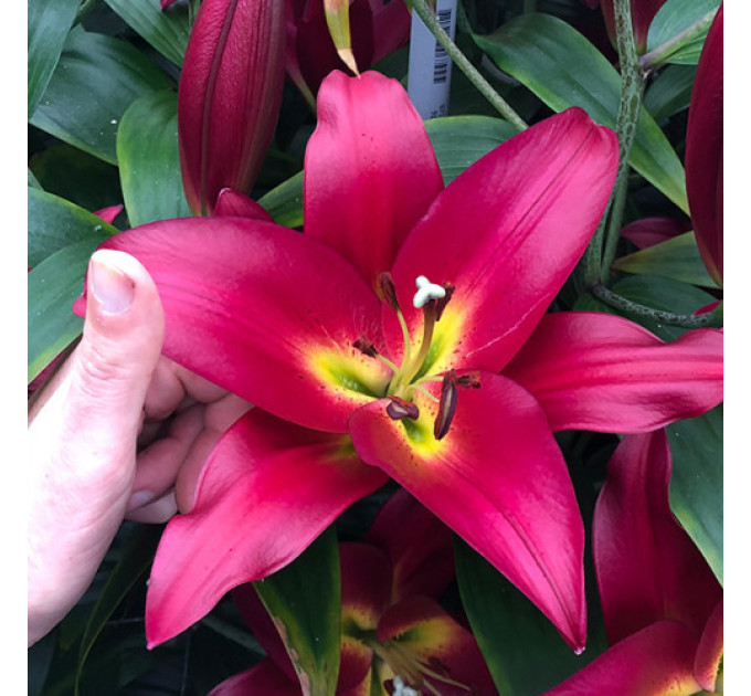 Лилия-гигант Touchstone, 12/14