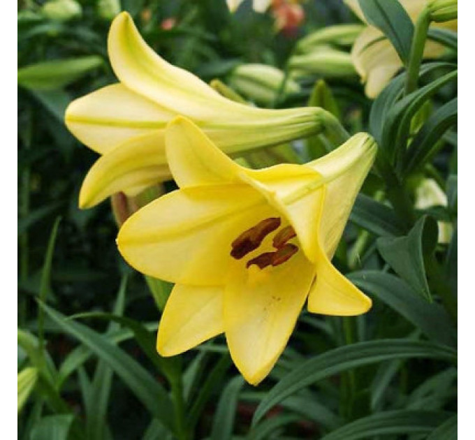 Лилия гибрид LO Deliana, трубчастая 12/14