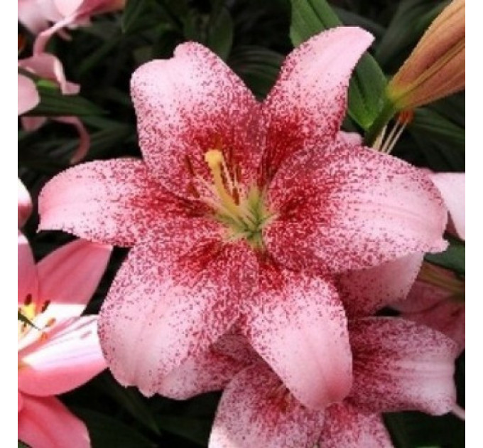 Лилия LA гибрид Pink Brush, 12/14