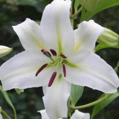 Лилия ориентальная Simplon, 12/14