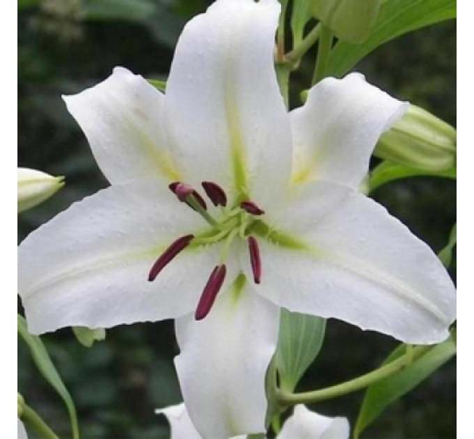 Лилия ориентальная Simplon, 12/14