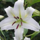 Лилия ориентальная Simplon, 12/14