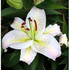 Лилия Noblesse, 12/14