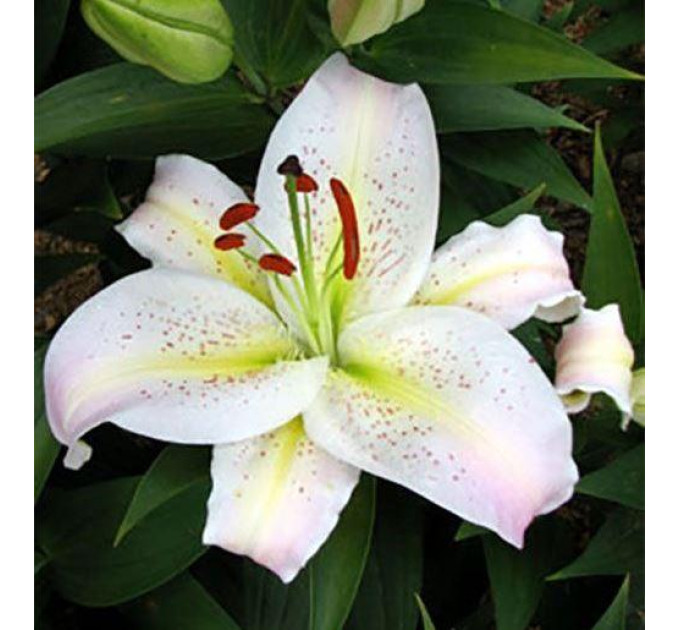 Лилия Noblesse, 12/14