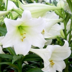 Лилия гибрид LO White Heaven, трубчастая 12/14