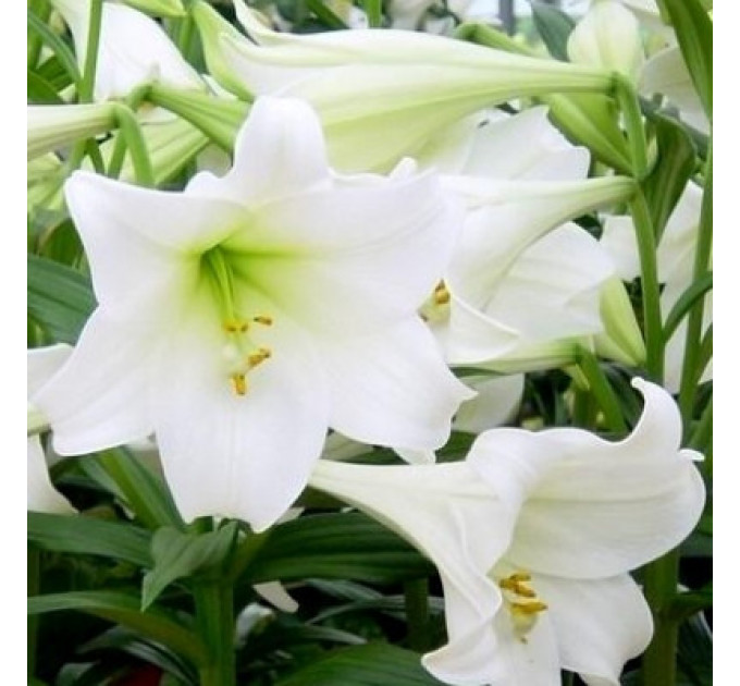 Лилия гибрид LO White Heaven, трубчастая 12/14