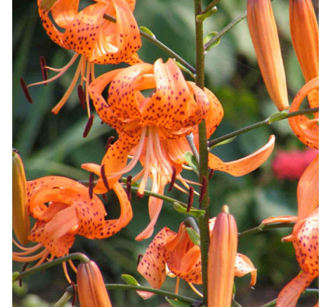 Лилия-лиана Henryi, 12/14