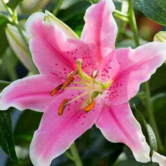 Лилия ориентальная Sorbonne, 12/14