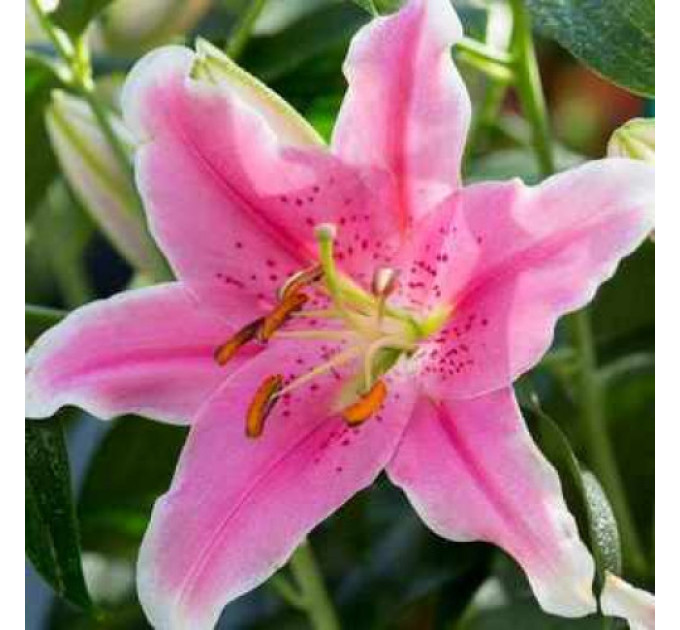 Лилия ориентальная Sorbonne, 12/14