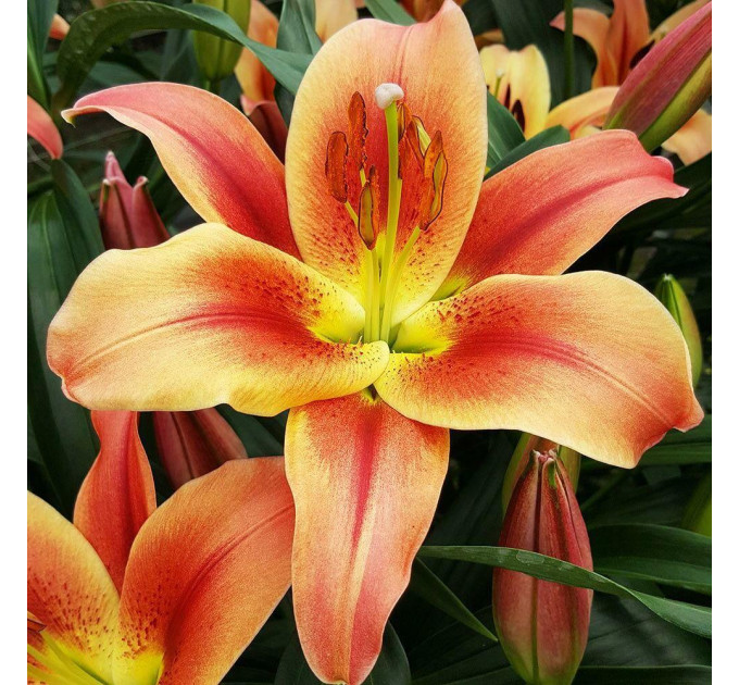 Лилия Montego bay, 12/14