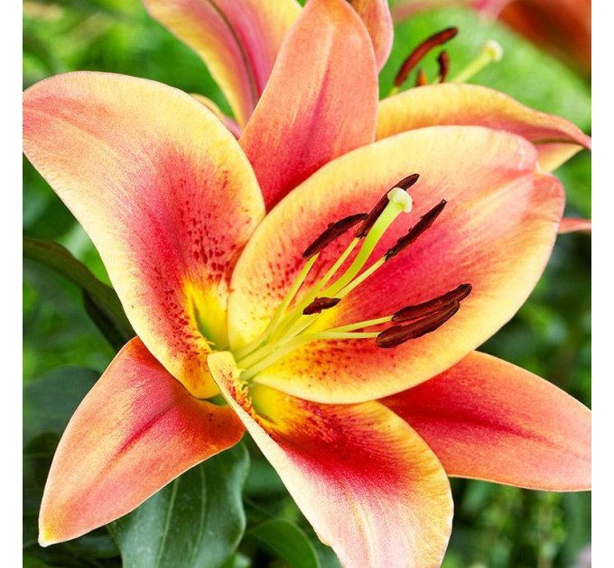 Лилия Montego bay, 12/14