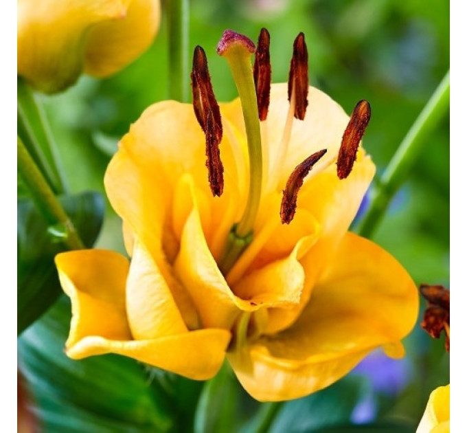 Лилия азиатская Apricot Fudge, 12/14