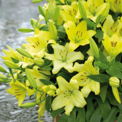 Лилия LA гибрид Freya, 12/14