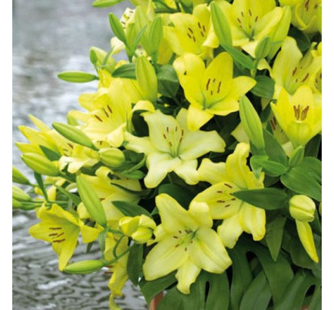 Лилия LA гибрид Freya, 12/14