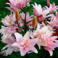 Лилия азиатская махровая Bentley, 12/14