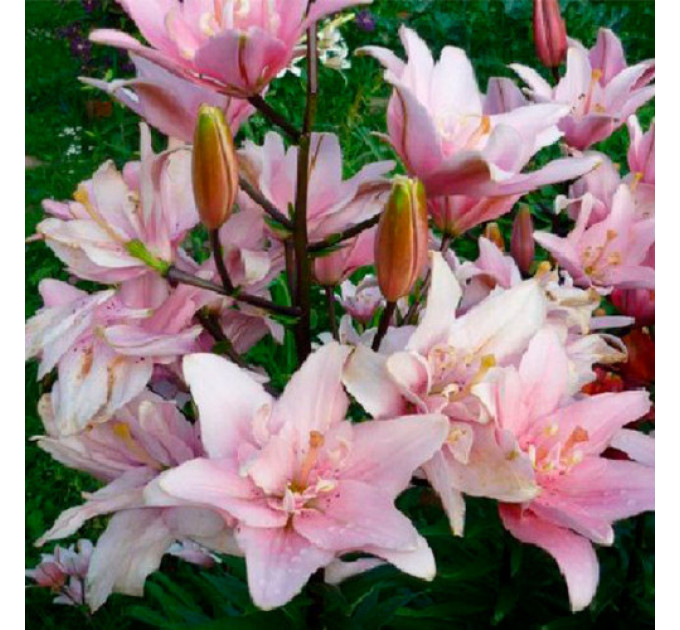 Лилия азиатская махровая Bentley, 12/14