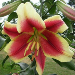 Лилия Holland Beauty, 12/14