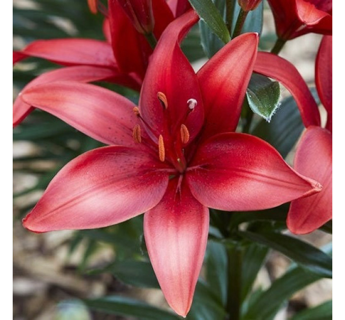 Лилия азиатская Cavoli, 12/14