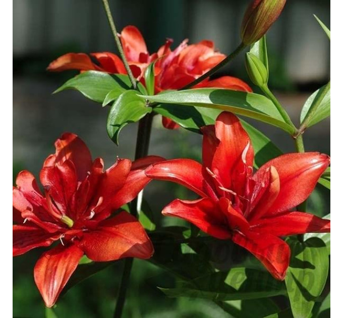 Лилия махровая Coctail Twins, 12/14