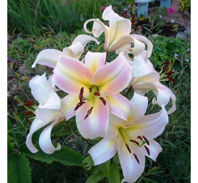 Лилия Urandi, 12/14