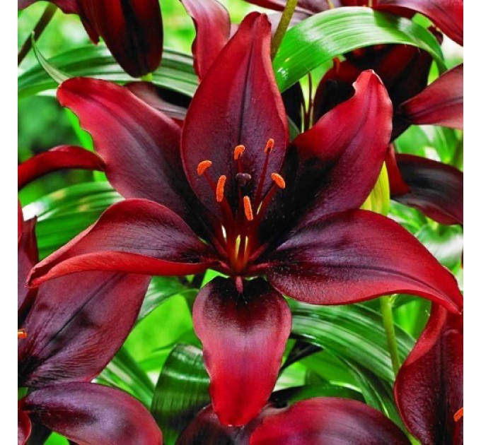 Лилия азиатская Mapira, 12/14