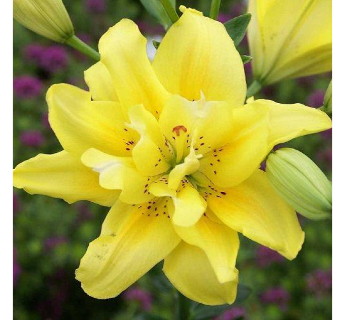 Лилия азиатская Fata Morgana, 12/14