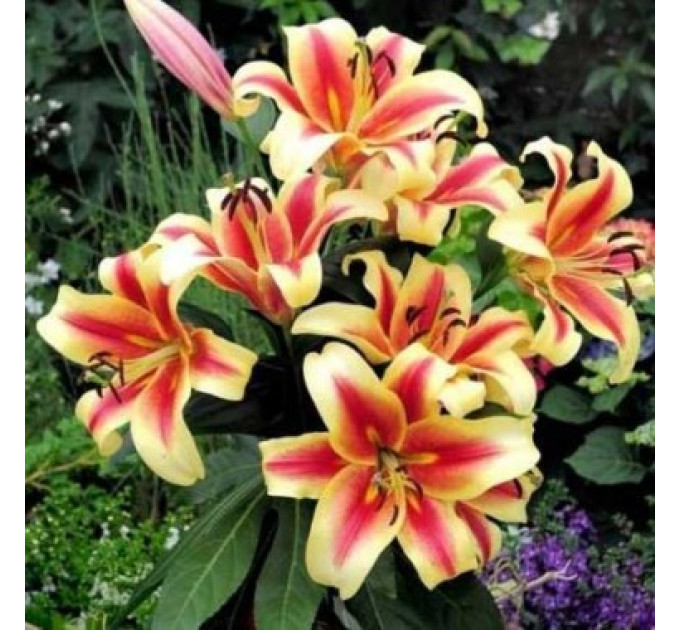 Лилия гибридная Shocking, 12/14