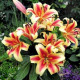 Лилия гибридная Shocking, 12/14
