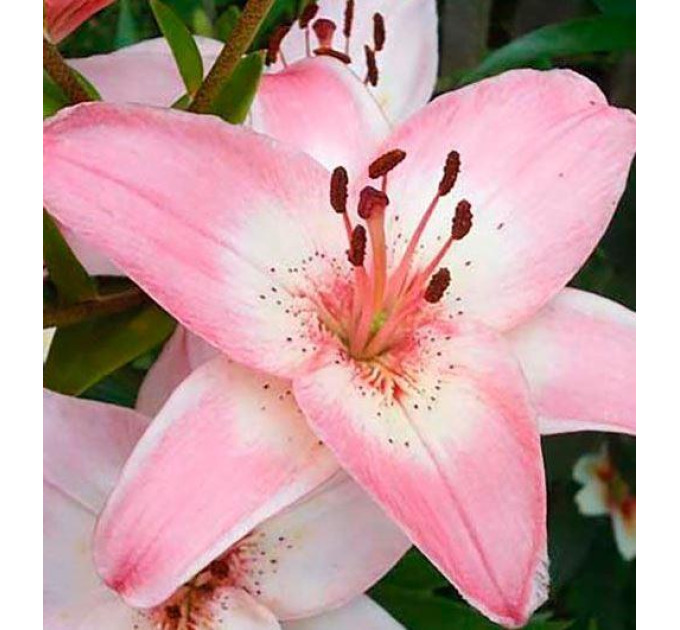 Лилия азиатская Vermeer, 12/14