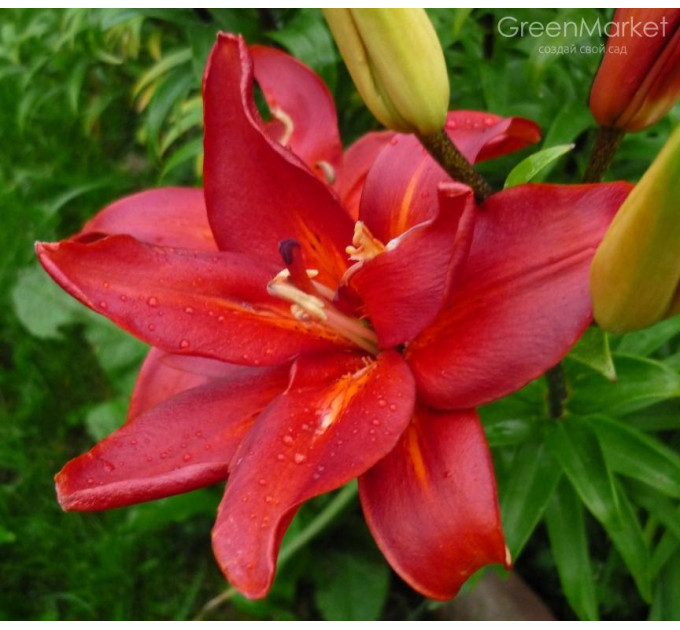 Лилия азиатская Sphinx, 12/14