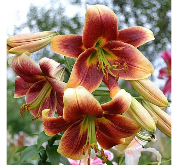 Лилия-гигант Avinger, 12/14