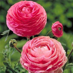 Жовтець Pink 6/7