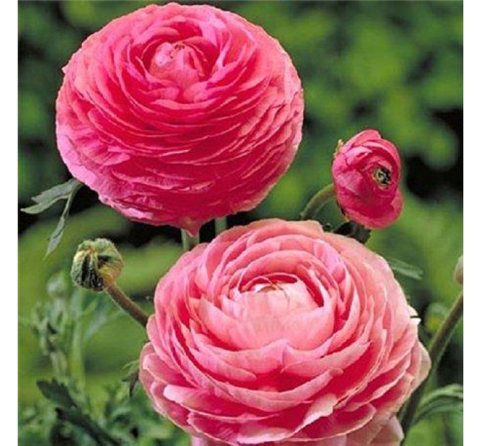 Жовтець Pink 6/7