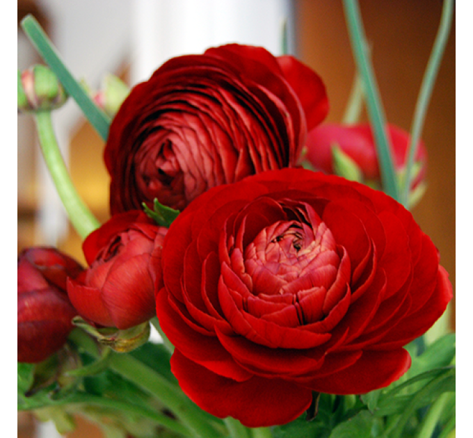 Лютики Red 6/7