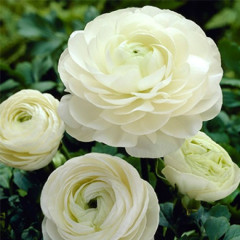 Лютики White 6/7