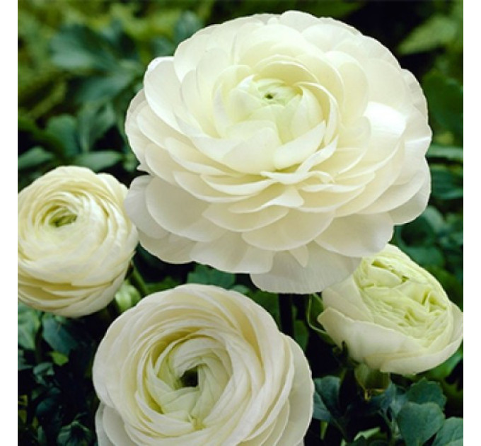 Лютики White 6/7