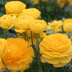 Жовтець Yellow 6/7