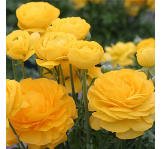 Жовтець Yellow 6/7