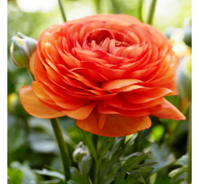 Жовтець Orange, 6/7