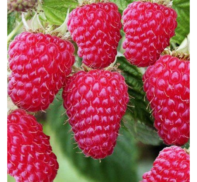 Саженцы малины "Туламин" (среднепозний)