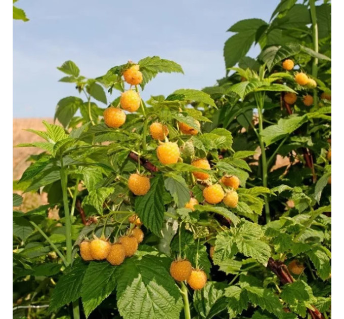 Малина сорт Голден Куин (Golden Queen), желтая