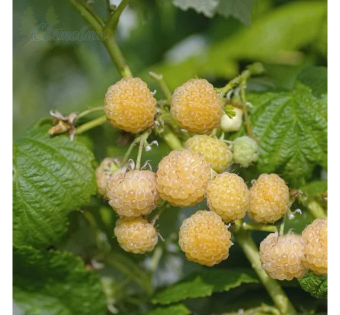 Малина сорт Голден Куин (Golden Queen), желтая