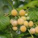 Малина сорт Голден Куин (Golden Queen), желтая