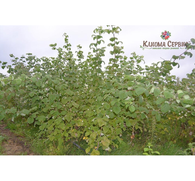 Саженцы малины сорт Лячка (Laszka), long-cane