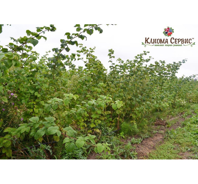 Саженцы малины сорт Лячка (Laszka), long-cane