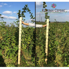 Саженцы малины сорт Лячка (Laszka), long-cane