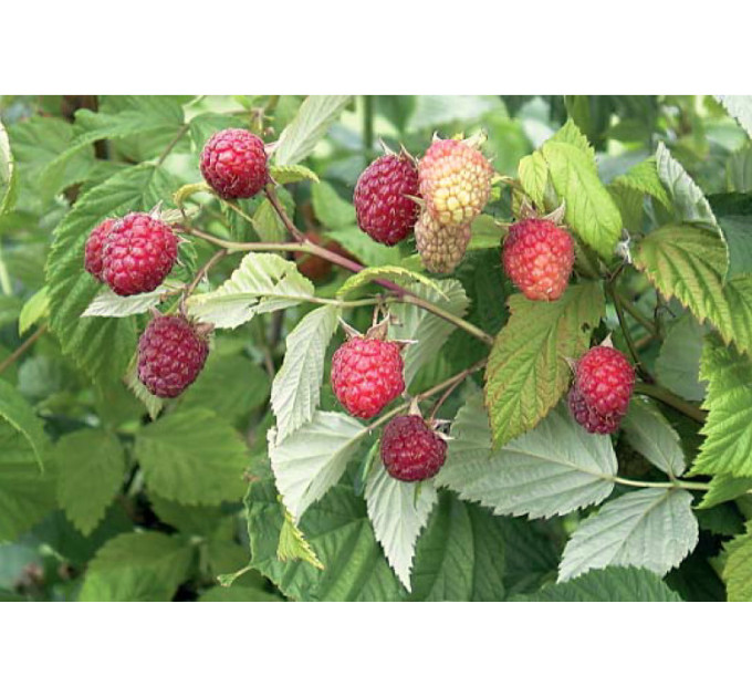 Саженцы малины сорт Вилламет