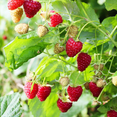 Саженцы малины сорт Вилламет