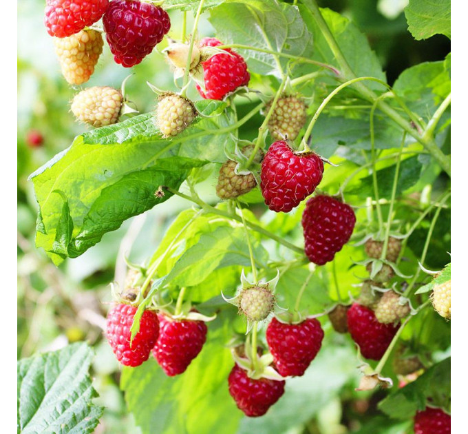 Саженцы малины сорт Вилламет